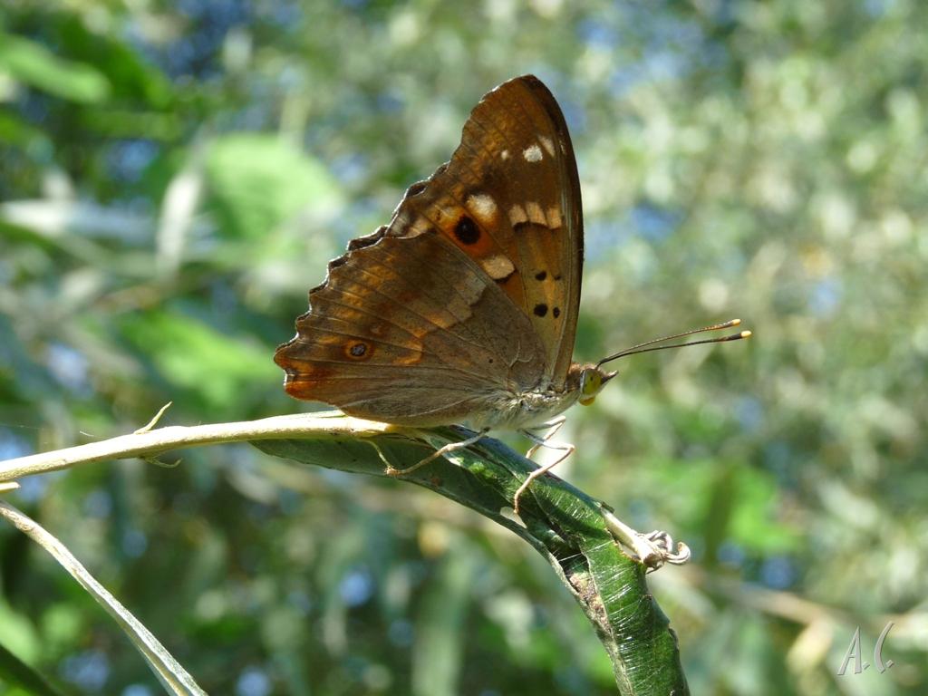 farfalla apatura